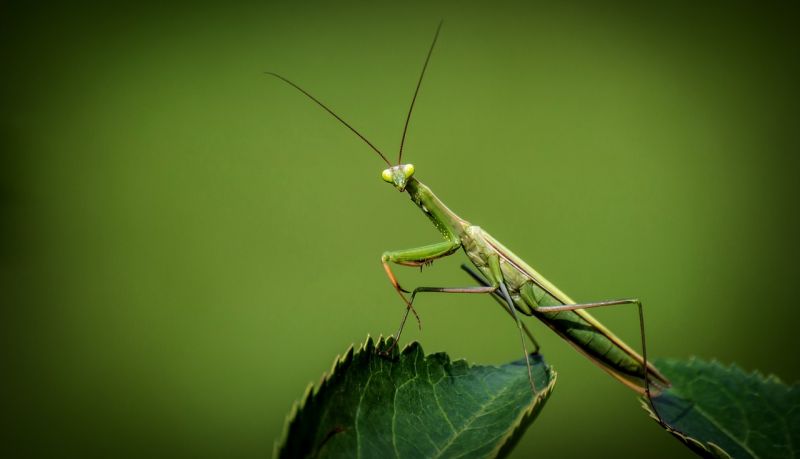 La mantis religiosa