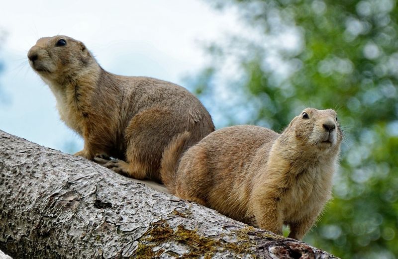 La marmota