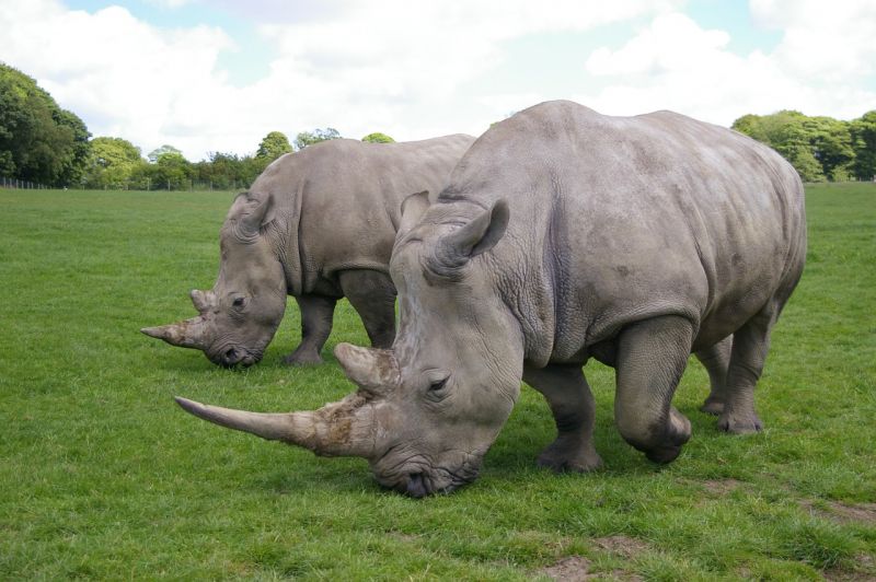 Rinoceronte blanco, características, hábitat, alimentación