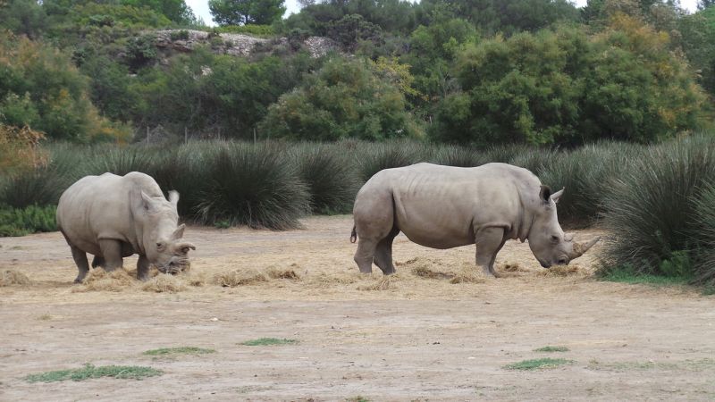 Visitas en el nuevo Zoológico Sigean 2: [Libre] Rinoceronte-blanco