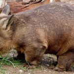 Wombat