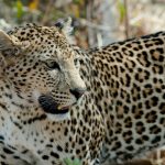 El leopardo, características, hábitat, reproducción, alimentación