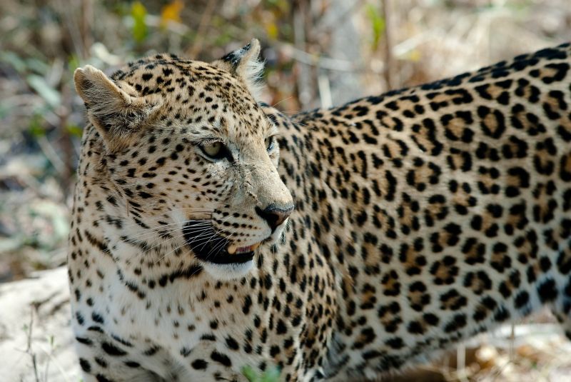 El leopardo, características, hábitat, reproducción, alimentación