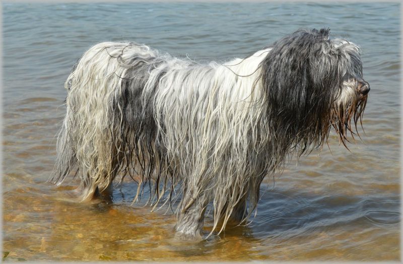 El perro de agua español