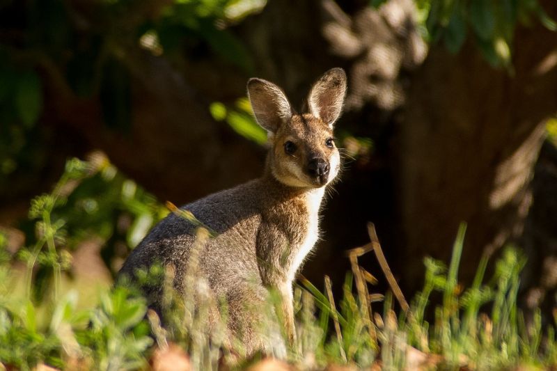 El wallaby