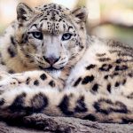 Leopardo de las nieves