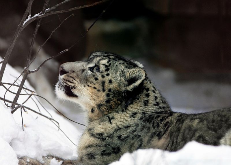 Leopardo de las nieves, características, alimentación, reproducción