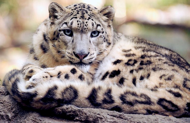 Leopardo de las nieves