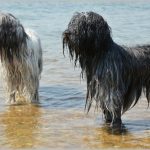 Perro de agua