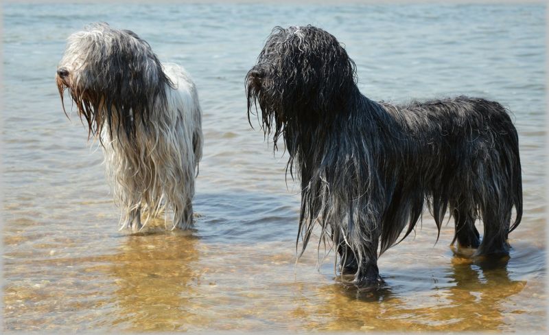 Perro de agua