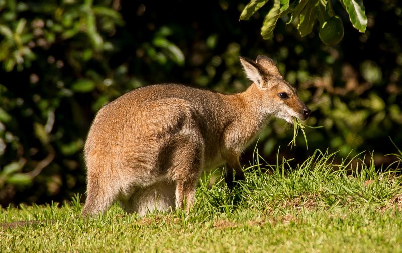 Wallaby, características, reproducción, alimentación