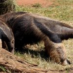oso hormiguero