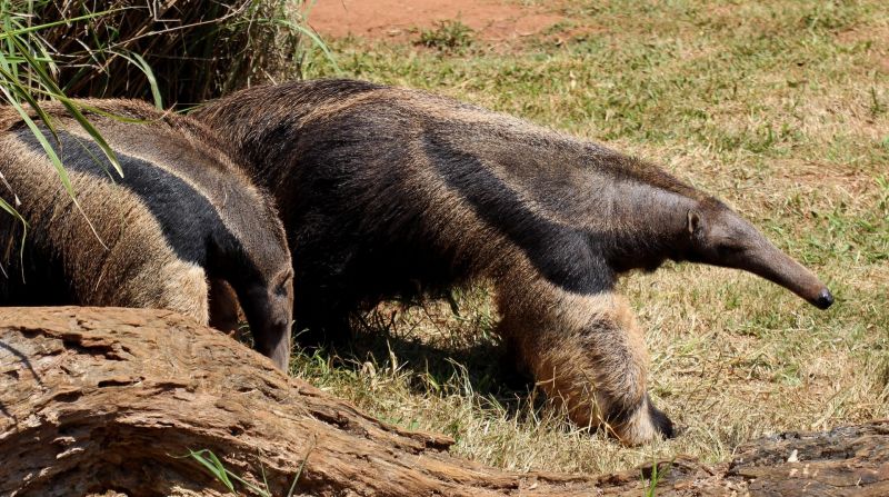 oso hormiguero