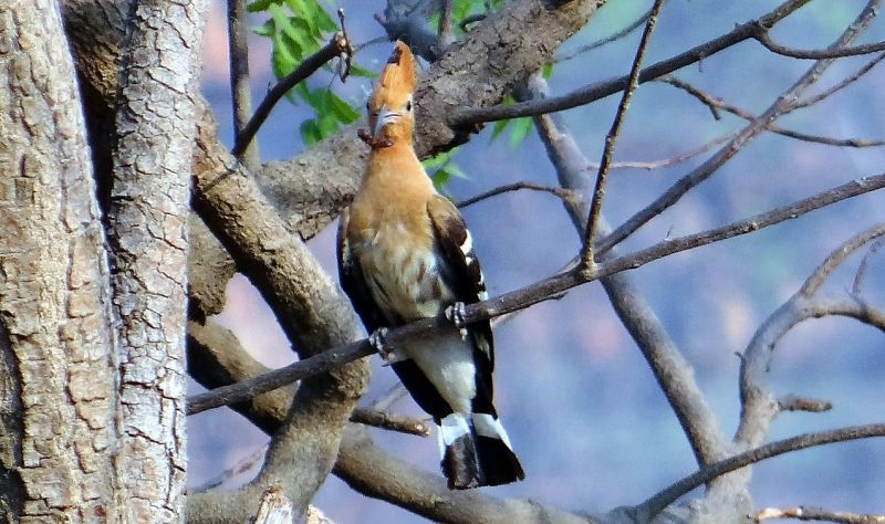 Abubilla, características, alimentación, hábitat, reproducción Pájaro, ave