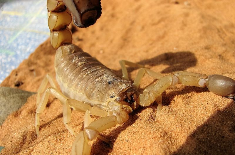 Araña lobo | Características, reproducción, inteligencia, datos, protección