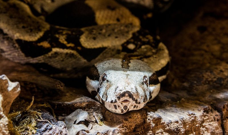 Animales ovovivíparos, qué son, ejemplos, especies, definición