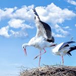 Animales ovíparos