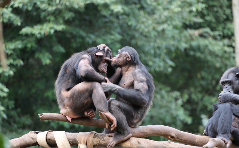 Chimpancé, características, reproducción, alimentación Mono
