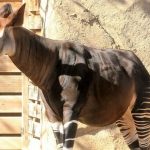 El okapi