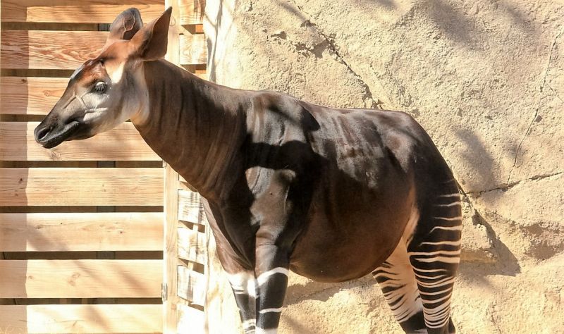 El okapi