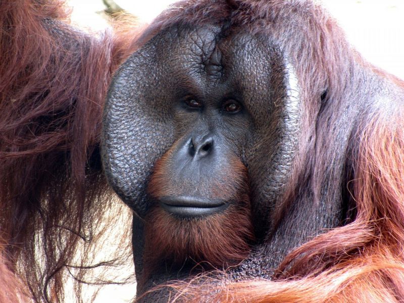 El orangután