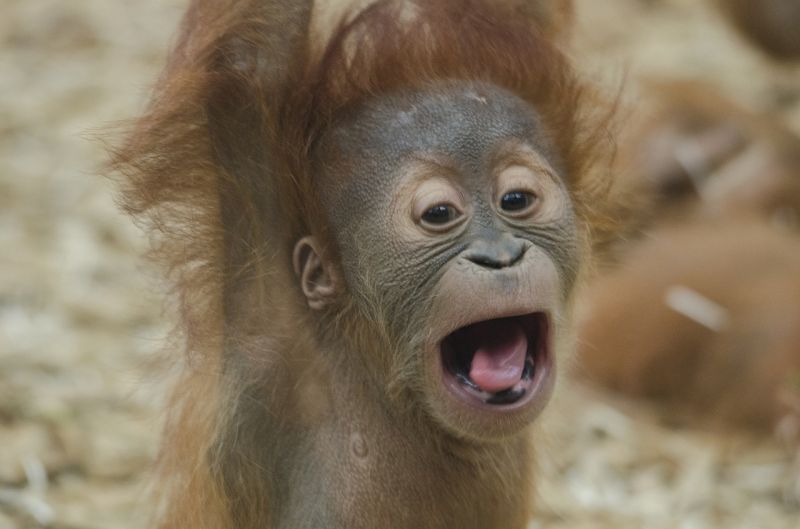 Orangután, características, reproducción, alimentación, hábitat