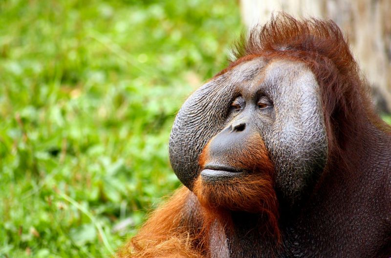 Orangután