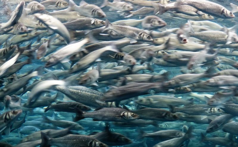 Sardina | Qué es, características, alimentación, reproducción, hábitat