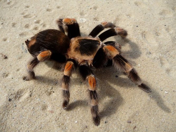 Tarántula | Características, hábitat, alimentación, reproducción, picadura