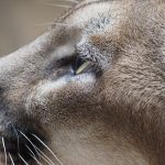 El puma