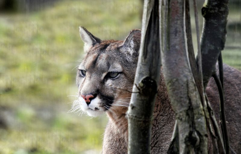 El Puma Características, alimentación, reproducción Animal