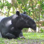 El tapir