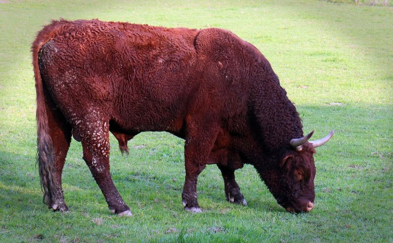 El toro, características, comportamiento, reproducción, alimentación