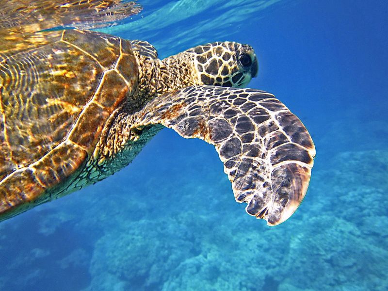 La tortuga marina