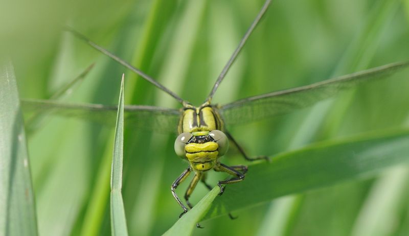 Libélula