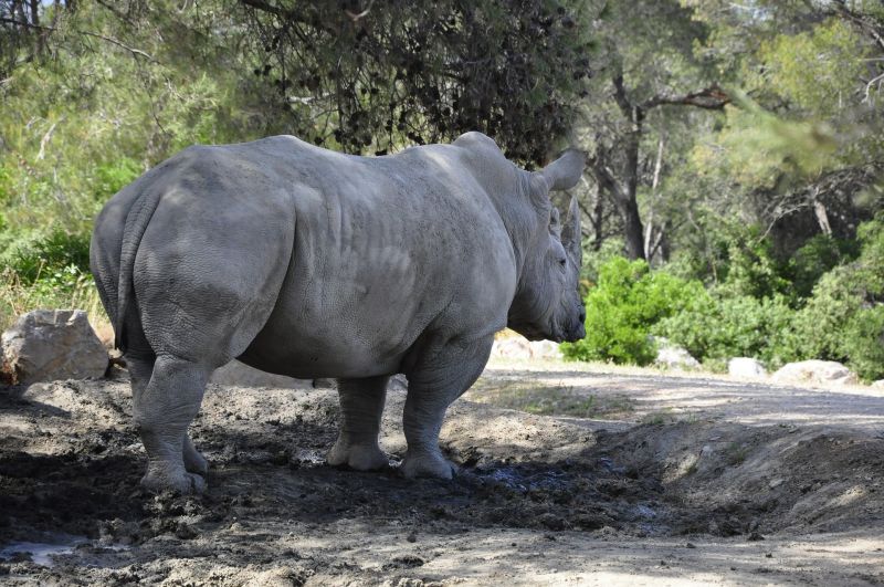 Rinoceronte negro Características, reproducción, alimentación, protección