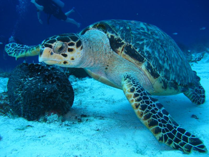 Tortuga marina