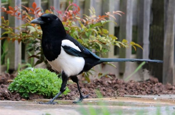 Urraca Características, comportamiento, hábitat, alimentación Ave