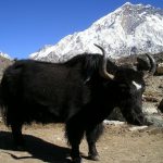 Yak