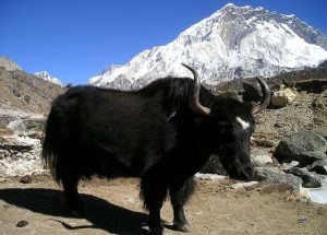 Prehistoric Yack Yak | Características, alimentación, comportamiento, peligro | Animal