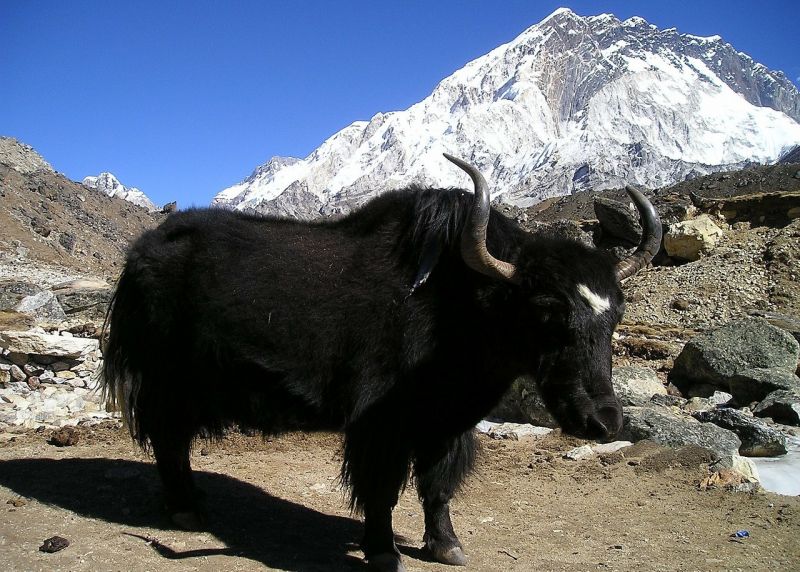 Yak