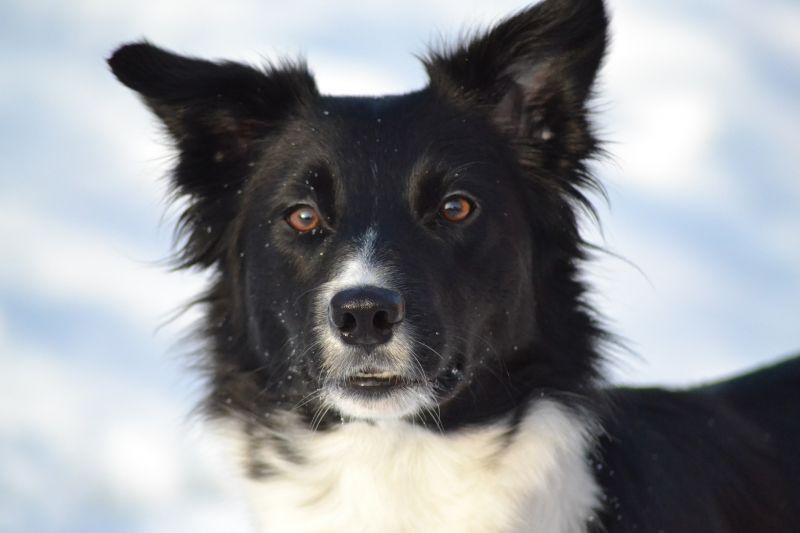 Border Collie