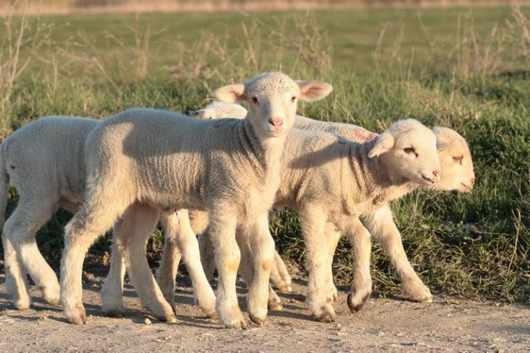 Cordero Características, hábitat, comportamiento, origen Animal