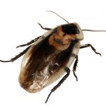 Cucaracha