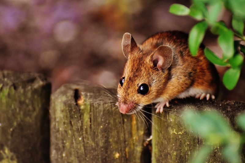 El ratón Características, reproducción, alimentación, comportamiento