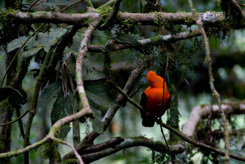 Gallito de las rocas