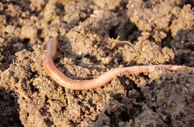 Lombriz Caracteristicas Reproduccion Habitat Tierra Roja De