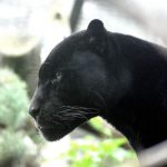 Pantera negra