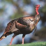 Pavo
