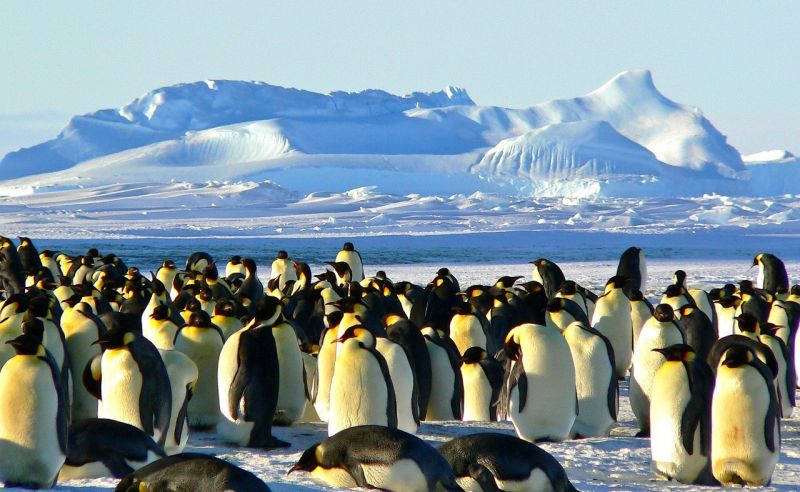 Pingüino emperador | Características, reproducción, incubación, hábitat
